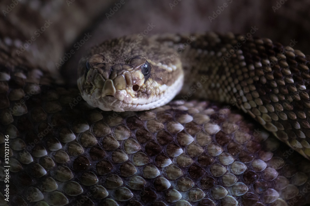 Mexican West Coast Rattlesnake. Crotalus basiliscus. Mexican West Coast Rattlesnake. Crotalus basiliscus.
