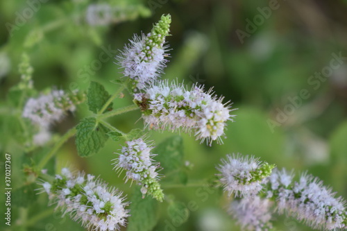 Purple flowers of apple mint (Mentha suaveolens) 