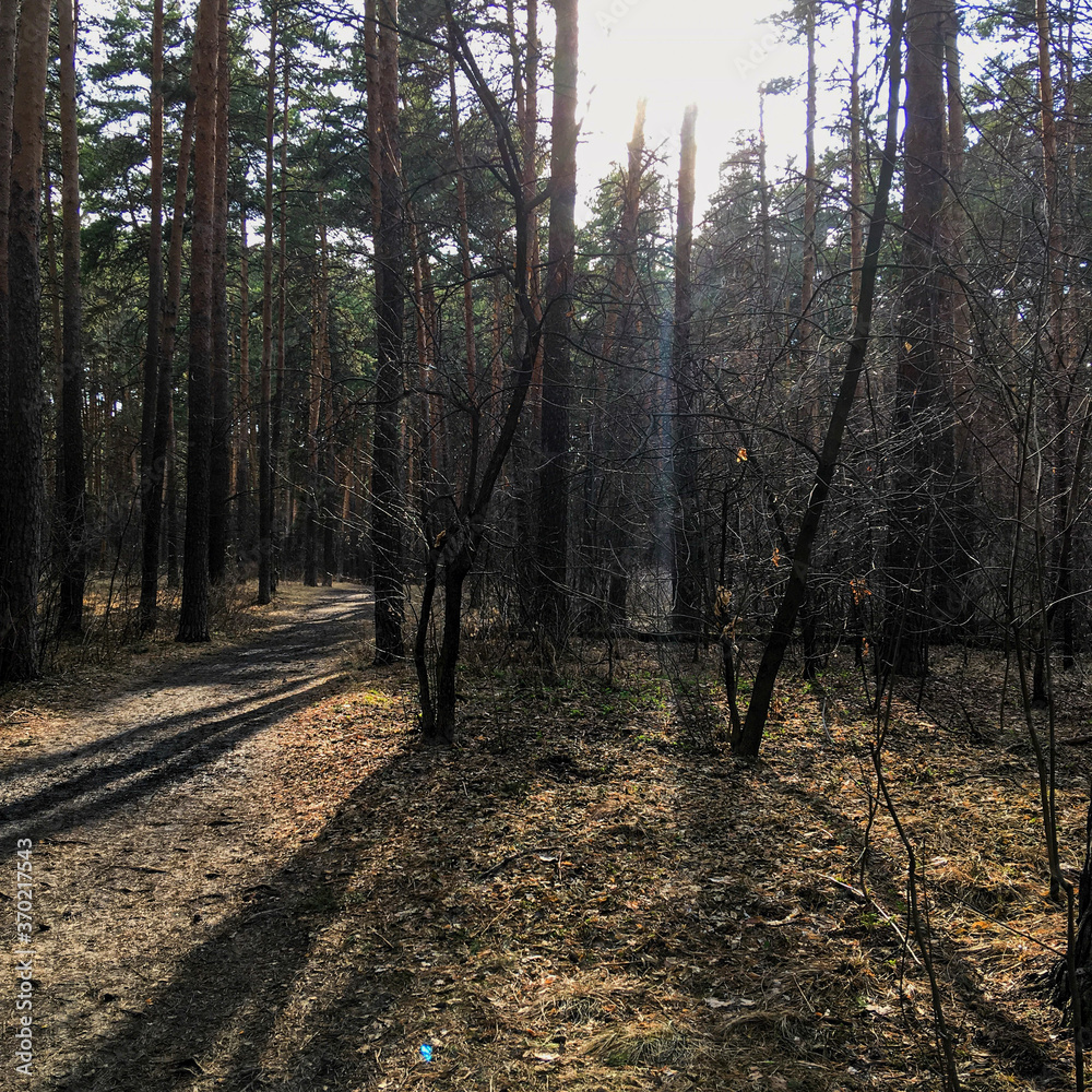 Obraz premium path in the woods