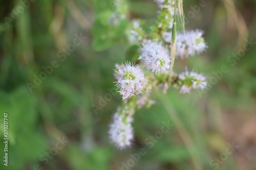 Purple flowers of apple mint (Mentha suaveolens) 