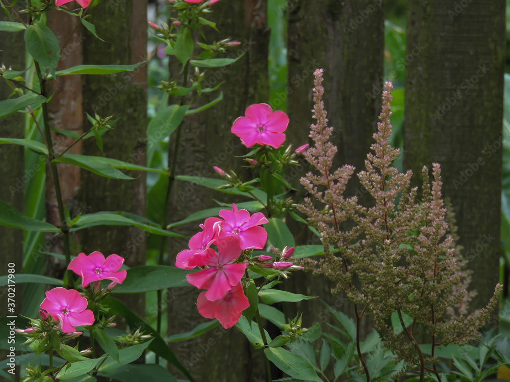 Obraz premium flowers in the garden on the homestead.