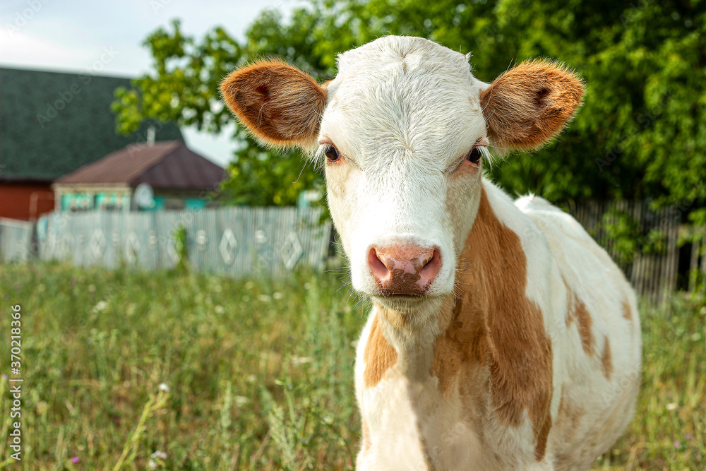 young calf on a green background in the village, a bull, a cow looks into the camera with white-red wool, year of the bull, 2021 young calf on a green background in the village, a bull, a cow looks into the camera with white-red wool, year of the bull, 2021