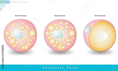 All 3 types of adipocytes white, brown and beige adipocyte