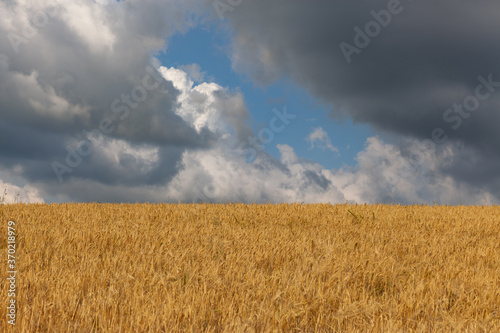 Wheat and lavender field with beautiful sky and clouds