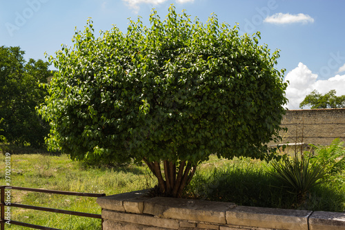 beautiful green tree behind a fence in a meadow and blue sky with clouds