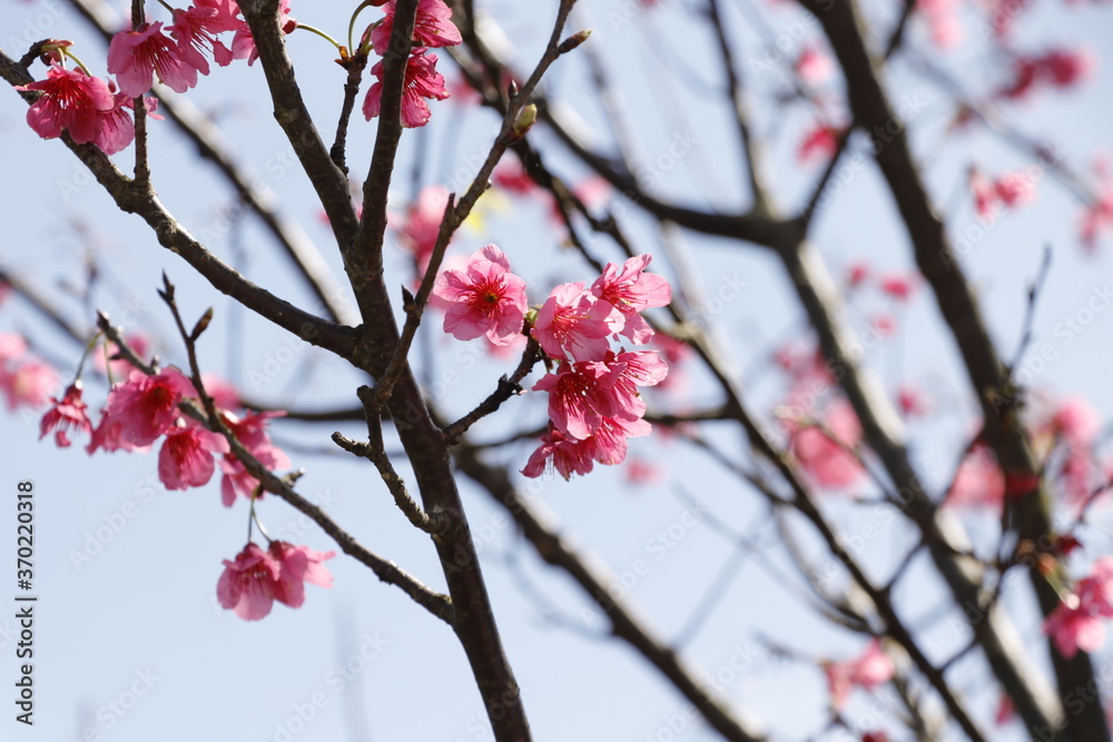 Pink flowers blooming in the morning sun. Pink flowers blooming in the morning sun.