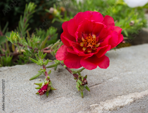 Pink beautiful flower on concrete gray wall background
