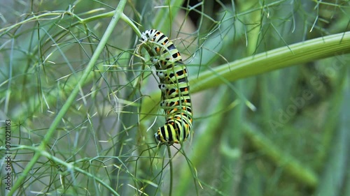 Macro footage of Caterpillar of Papilio Machaon (swallowtail caterpillar) feeding on Fennel branches.