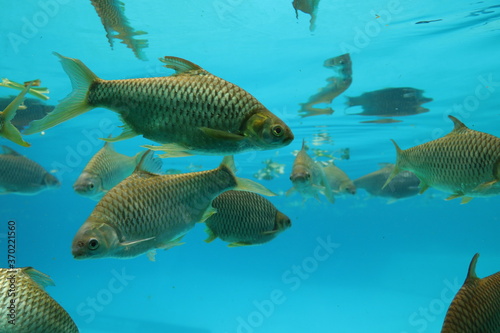 Herds of fish swim for food