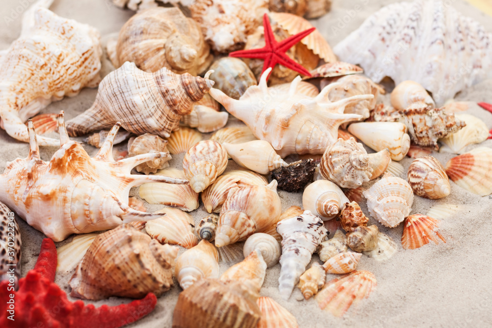 Seashells on the sand, summer beach tropical background travel concept with copy space for text Seashells on the sand, summer beach tropical background travel concept with copy space for text