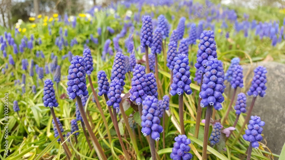 Obraz premium Grape hyacinth