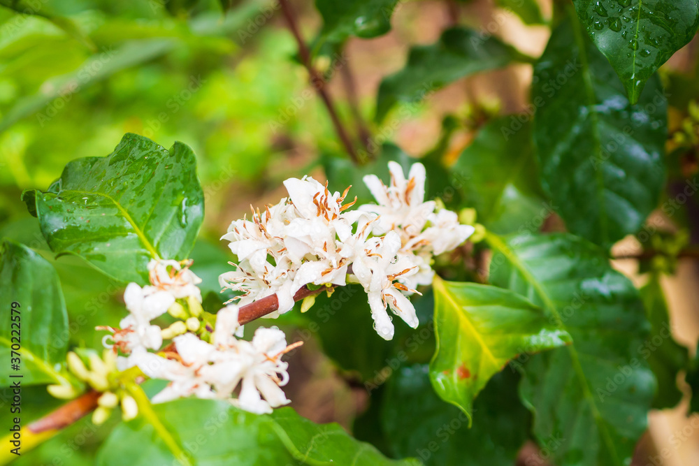 White coffee flowers in green leaves tree plantation close up White coffee flowers in green leaves tree plantation close up