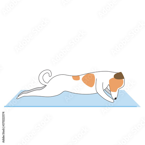 Jack russell terrier character or dog doing yoga isolated on white background, outline and flat vector stock illustration as asana concept, yoga for beginners