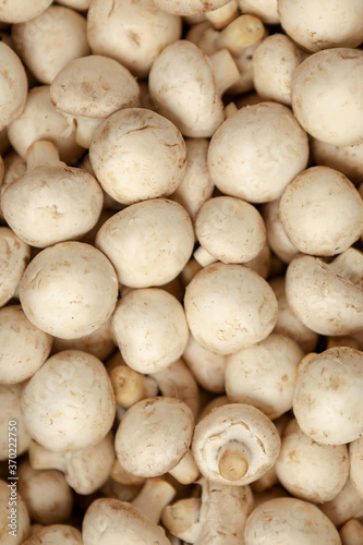 small round white cultured mushrooms. close-up. concept of the harvest season. Flat lay