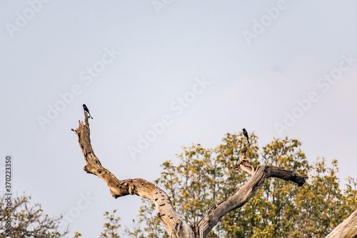 Indian bird Crow couple seat on a dead dry tree branch in an village small forest with greenery blur background. 