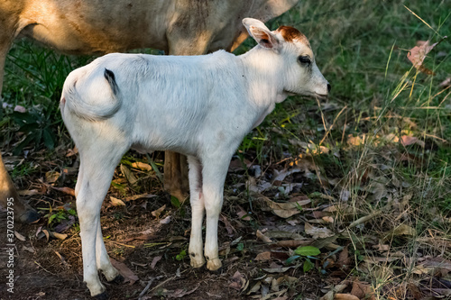 cute & small cow calf standing on the village road at evening time looking awesome. 