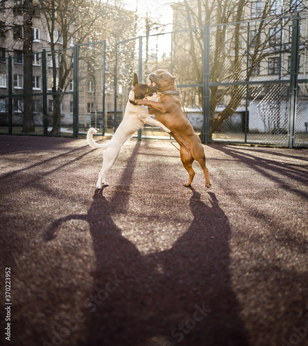 Photography Two dogs play together in the playground.