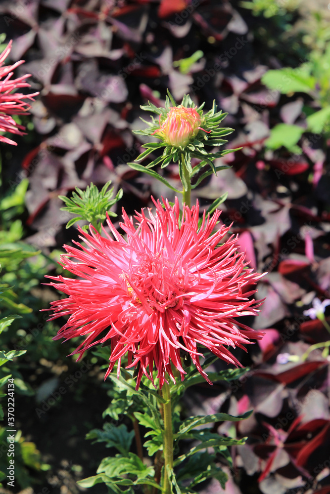 bright beautiful flowers in  botanical garden