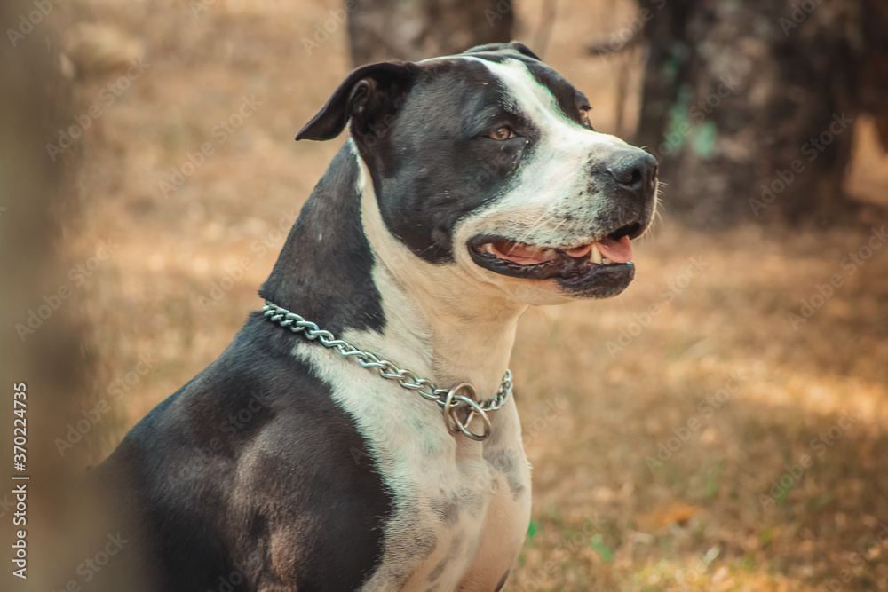 american staffordshire terrier