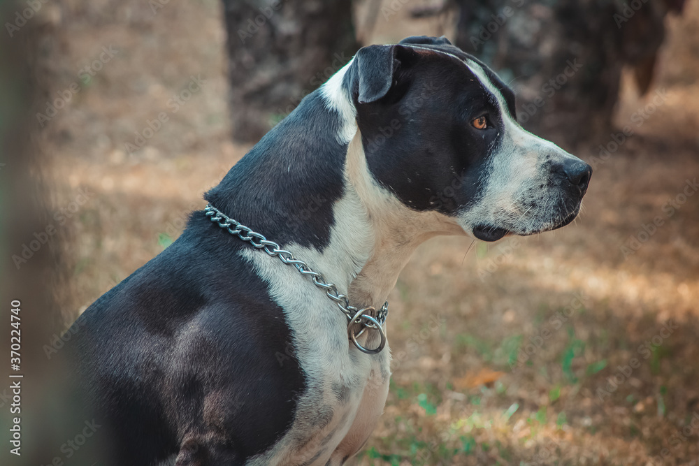 portrait of a dog