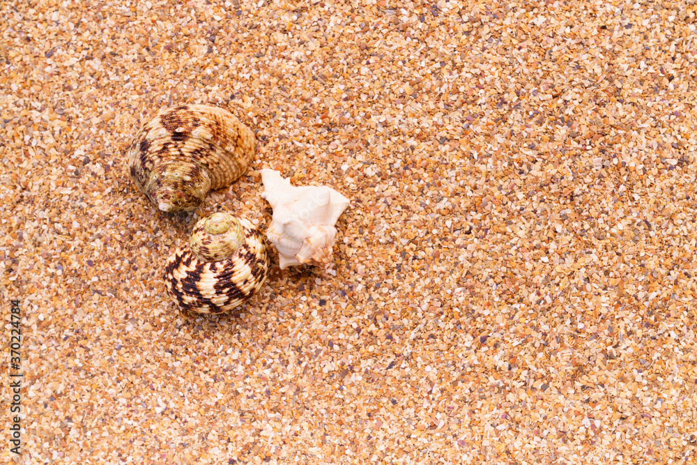Sea sand with seashells as background, space for text. Sea sand with seashells as background, space for text.