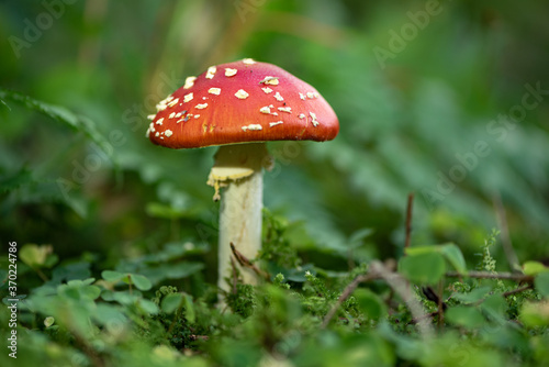 Close up of toadstool mushrooms, fly agaric on the forest floor, Bavaria, Germany