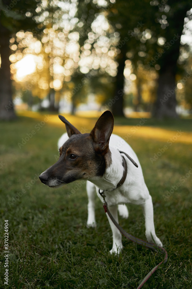 A dog playing in the park in the morning