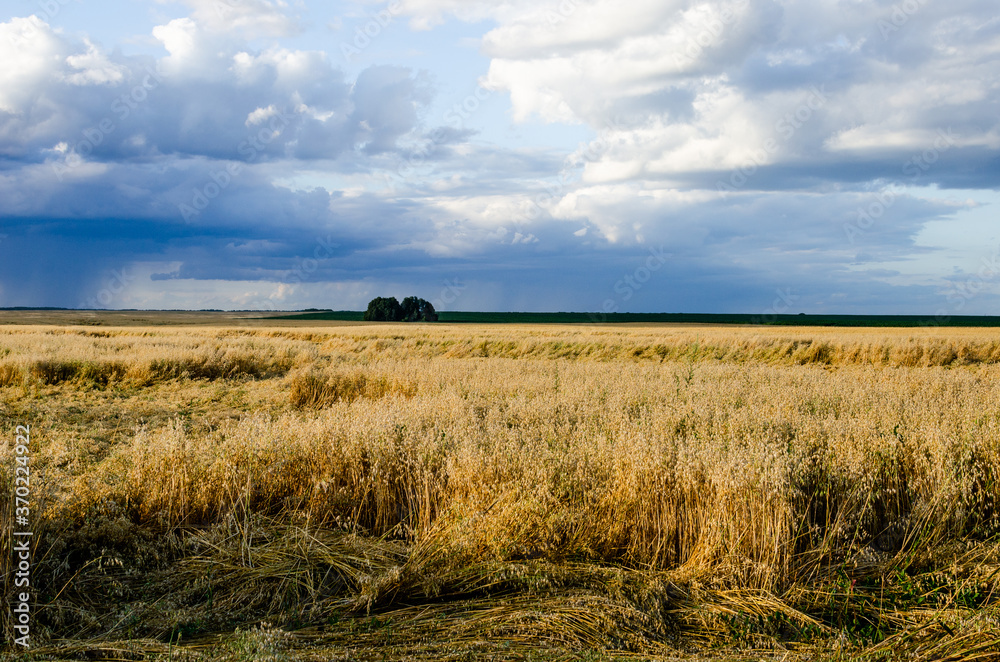 A field of oats and it is raining in the distance