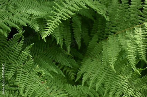 Green fern leaves