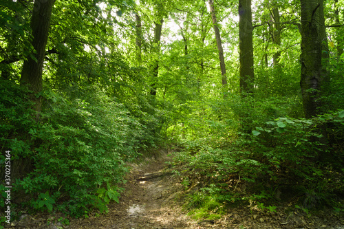 A forest landscape on a sunny day