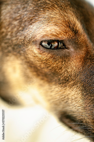 A close portrait of a little dog. © Вадим Каипов