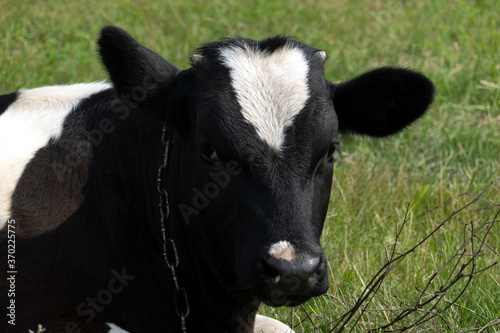 A black calf on a leash lies in the grass in a meadow.