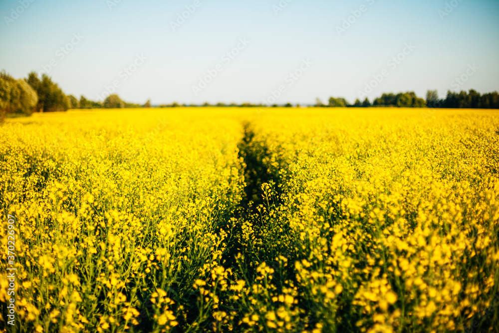 Beauty spring view of field landscape with yellow rapeseed.