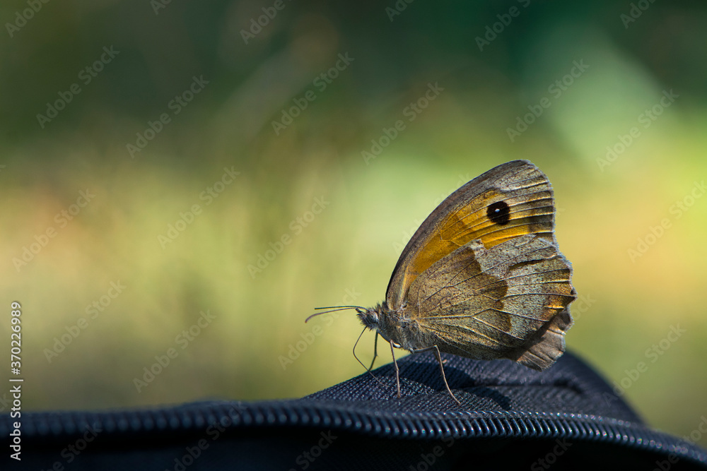 Obraz premium delicate orange butterfly close-up side view
