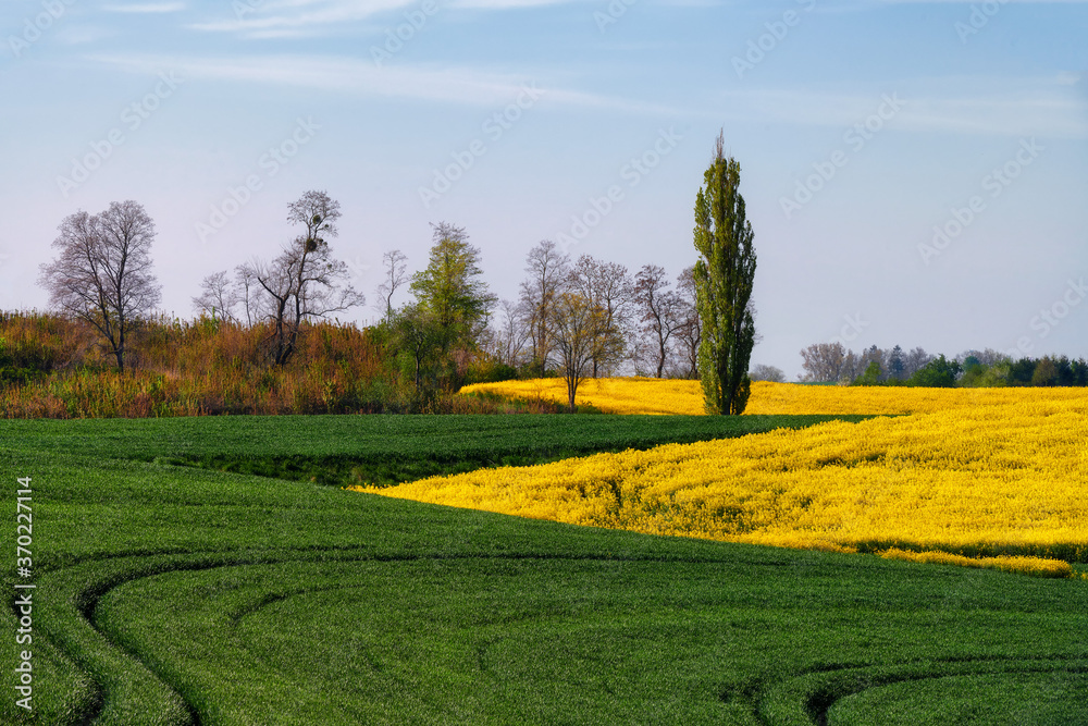 Fototapeta premium The rural landscape, the picture shows a view of the flowering rapeseed, Poland around Sztum