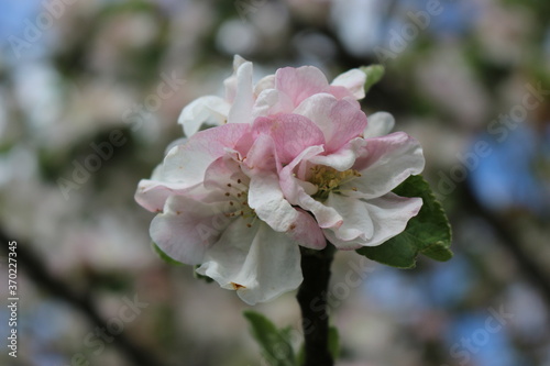 Delicate pink flowers bloom on the branches of an apple tree on a sunny spring day.