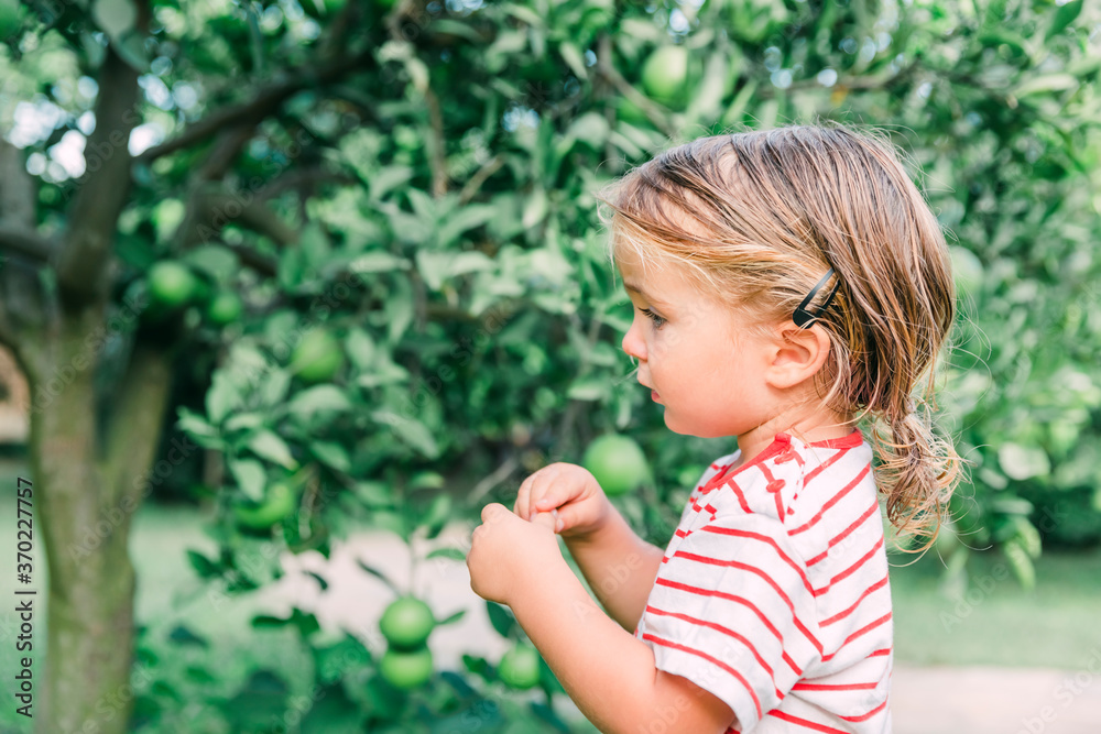 Toddler girl looking at orange tree Toddler girl looking at orange tree