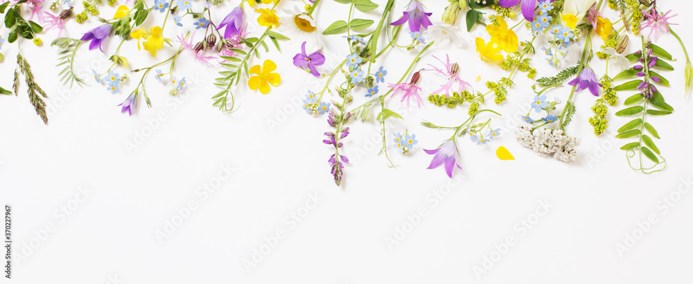 beautiful wild flowers on white background