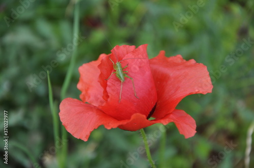 A green grasshopper is sitting on a red poppy. Nature