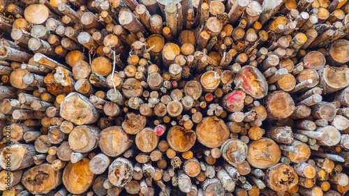 Background of a pile of wooden logs  big trunks of tall trees cut and stacked. Stack of cut pine tree logs in a forest. Wood logs  timber logging