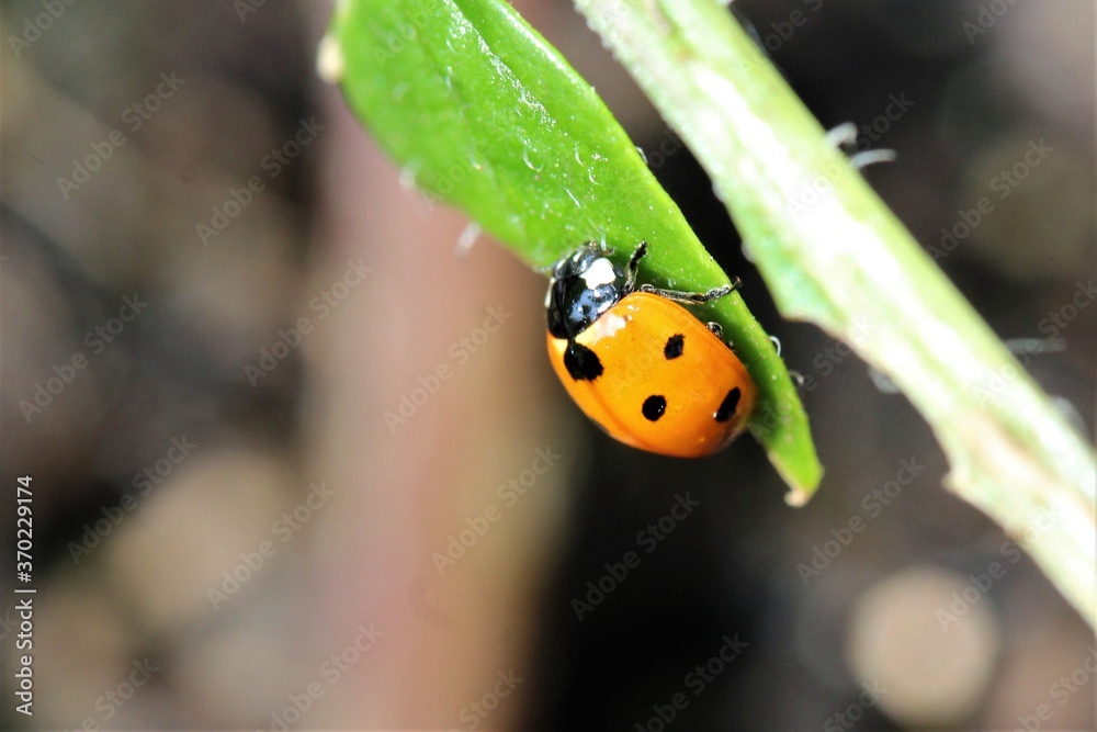 Fototapeta premium Ladybug as a close-up on a green plant