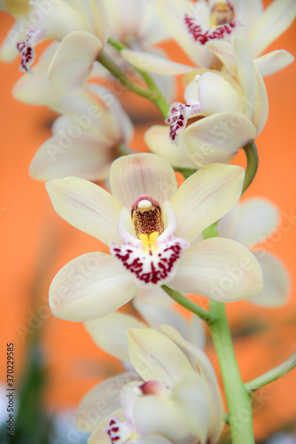 yellow orchid on an orange background © Elena Umyskova