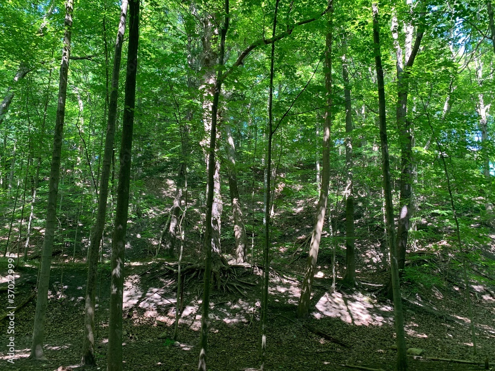 Fototapeta premium green forest in the morning