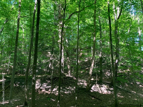 green forest in the morning