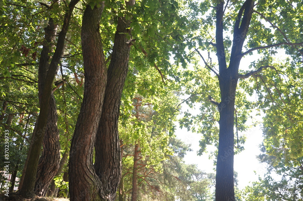 the bark on the trees