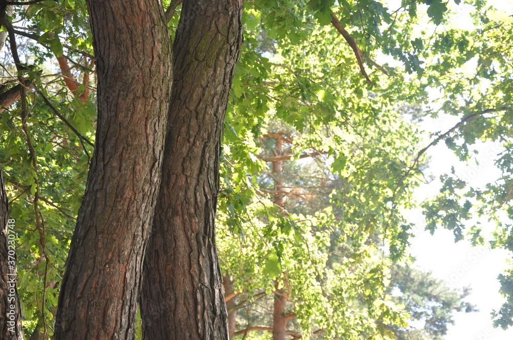 the bark on the trees the bark on the trees