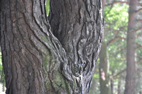 Fototapeta Naklejka Na Ścianę i Meble -  the bark on the trees