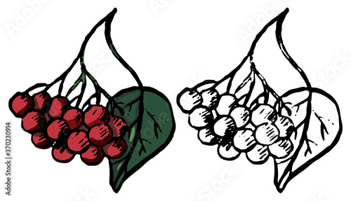 Vintage doodles of autumn berry. Realistic ink sketch of viburnum or rowan. Hand drawn vector illustration. Set of contour and color element isolated on white, for design, decor, print, card, sticker.