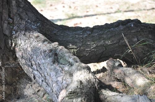 Tree roots on the ground