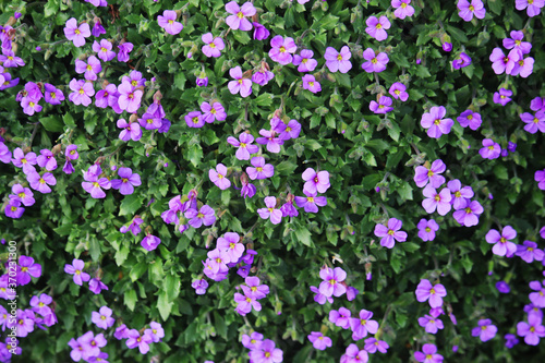 Small violet blossoming flowers making background